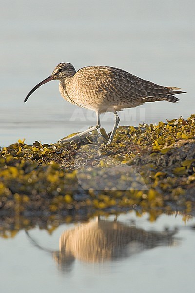 Whimbrel (Numenius phaeopus) perched along the shoreline of Victoria, BC, Canada. stock-image by Agami/Glenn Bartley,