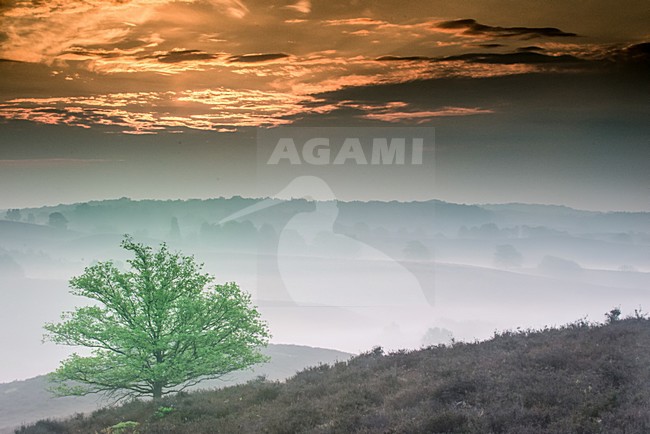 Zijperberg Veluwezoom sunrise, zonsopgang stock-image by Agami/Rob Riemer,