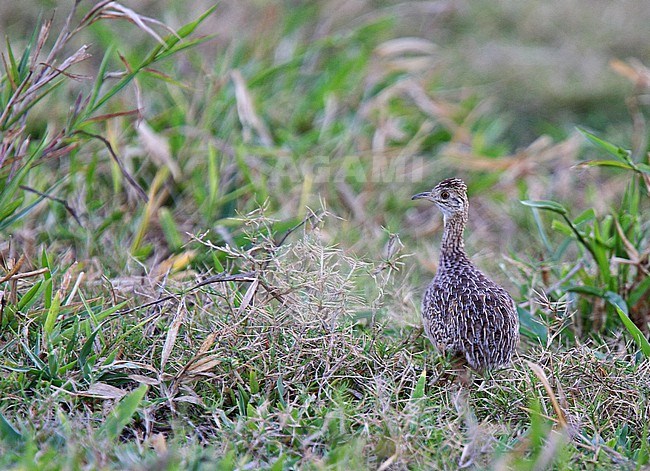 Spotted Nothura (Nothura maculosa) standing on the ground. stock-image by Agami/Andy & Gill Swash ,