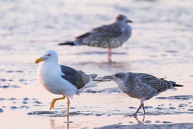 Kleine Mantelmeeuw, Lesser Back-backed Gull, Larus fuscus with begging chick on the beak stock-image by Agami/Menno van Duijn,