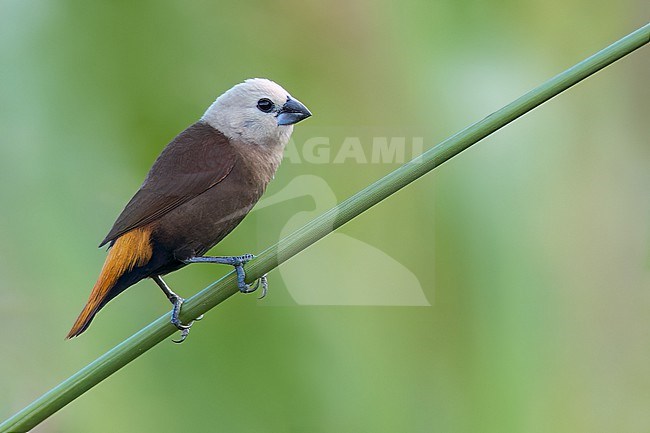Gray-headed Munia (Lonchura caniceps) Perched on a branch in Papua New Guinea stock-image by Agami/Dubi Shapiro,