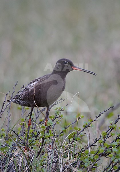Volwassen Zwarte Ruiter in broedgebied; Adult Spotted Redshank on breeding grounds stock-image by Agami/Markus Varesvuo,