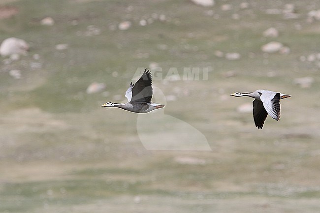 Bar-headed Goose, Anser indicus, in Mongolia. Two geese in flight. stock-image by Agami/James Eaton,