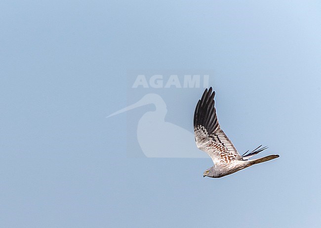 Male Montagu's Harrier (Circus pygargus) in flight in north central Spain. stock-image by Agami/Marc Guyt,