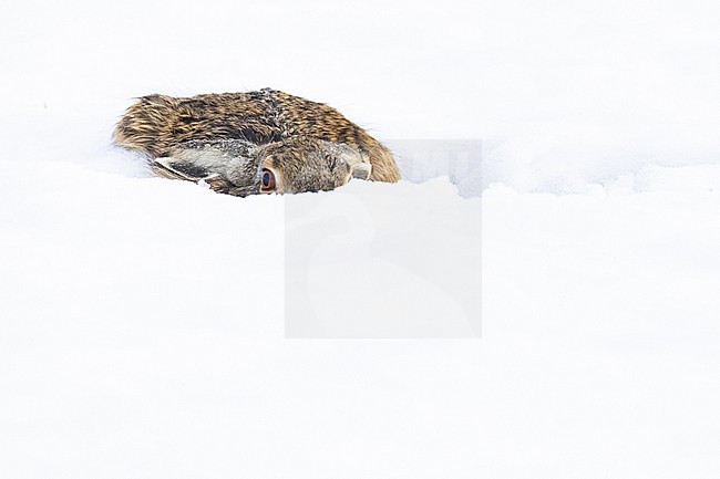 Europese Haas, European Hare, Lepus europaeus stock-image by Agami/Menno van Duijn,