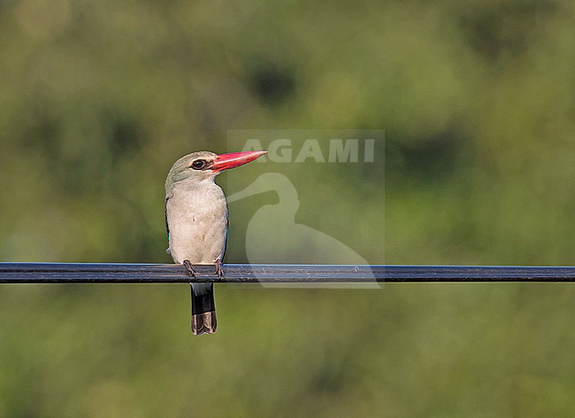 Mangrove Kingfisher (Alcedinidae	Halcyon senegaloides) in Tanzania. stock-image by Agami/Pete Morris,