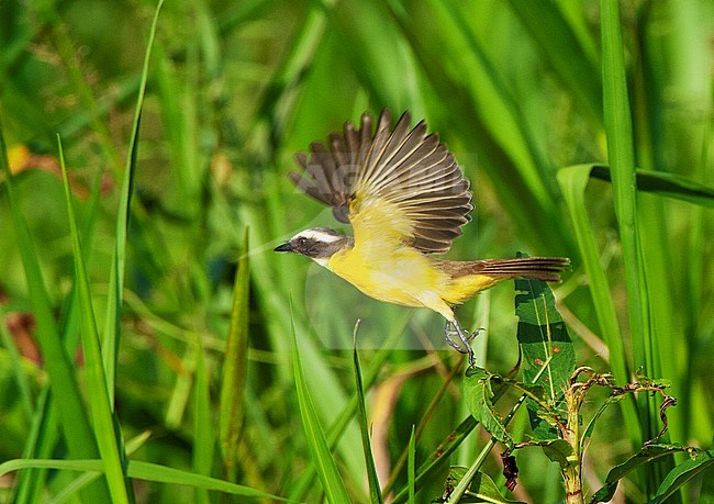 Adult Social Flycatcher (Myiozetetes similis) taking of from a marshland in an oxbow lake in the Amazon bassin of Manu National park in Peru. stock-image by Agami/Marc Guyt,