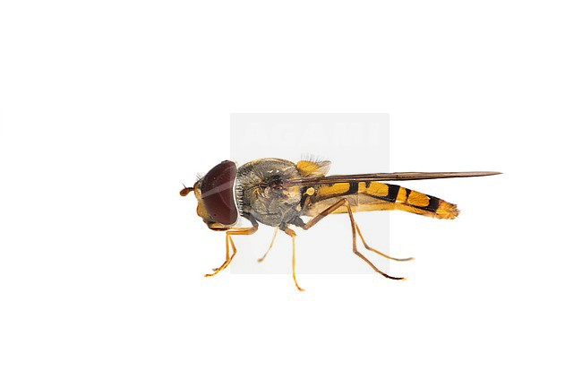 Marmalade hoverfly, Episyrphus balteatus stock-image by Agami/Wil Leurs,