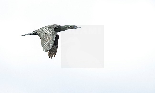 Little Black Cormorant (Phalacrocorax sulcirostris) in New Zealand. Also known as the little black shag. stock-image by Agami/Marc Guyt,