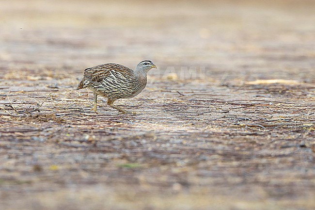 Double-spurred Francolin (Francolinus bicalcaratus) feeding on the ground. stock-image by Agami/David Monticelli,