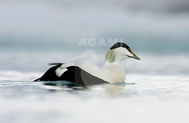Roepend mannetje Eider; Calling male Common Eider stock-image by Agami/Menno van Duijn,