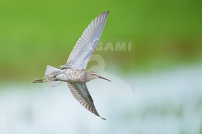 Adult breeding 
Galveston Co., TX
May 2023 stock-image by Agami/Brian E Small,
