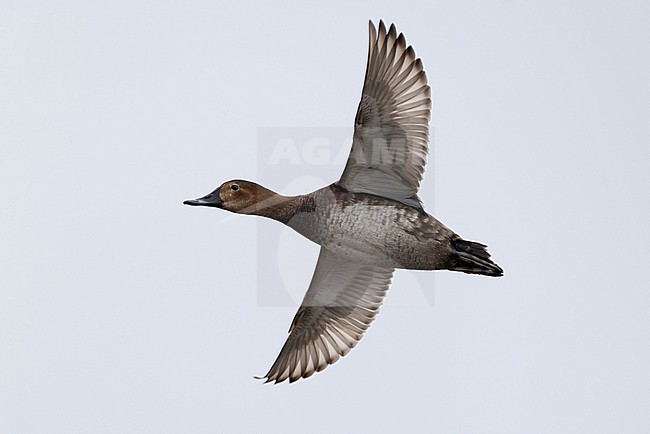 Adult female Common Pochard (Aythya ferina) in flight stock-image by Agami/Mathias Putze,
