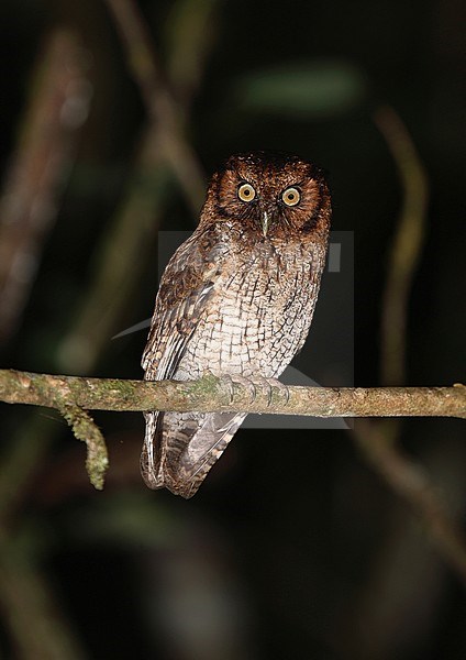 Black-capped or Variable Screech-owl (Megascops atricapilla) stock-image by Agami/Andy & Gill Swash ,