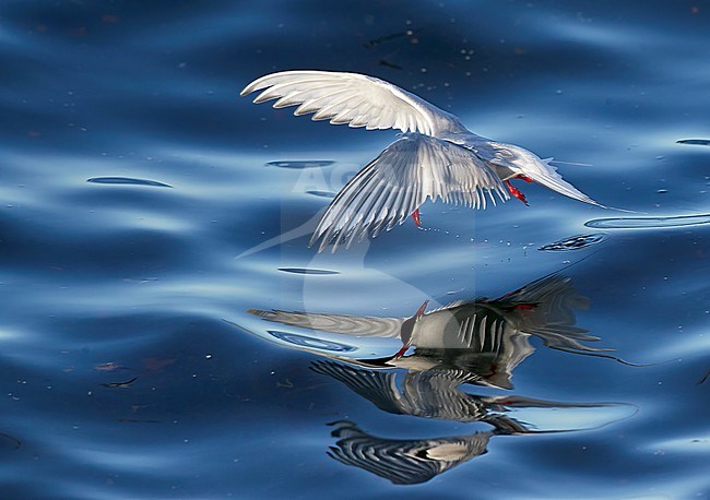 Arctic Tern (Sterna paradisaea) in flight Iceland June 2020 stock-image by Agami/Markus Varesvuo,