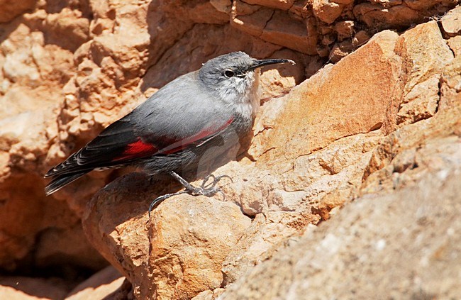 Rotskruiper foeragerend tegen rotswand; Wallcreeper foraging against cliff stock-image by Agami/Markus Varesvuo,