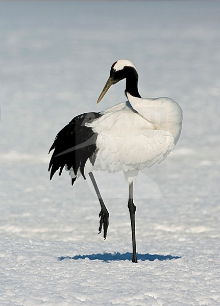 Chinese Kraanvogel, Red-crowned Crane, stock-image by Agami/Marc Guyt,