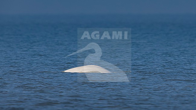 Beluga Whale (Delphinapterus leucas) swimming off Julianadorp, Noord Holland, the Netherlands. stock-image by Agami/Vincent Legrand,
