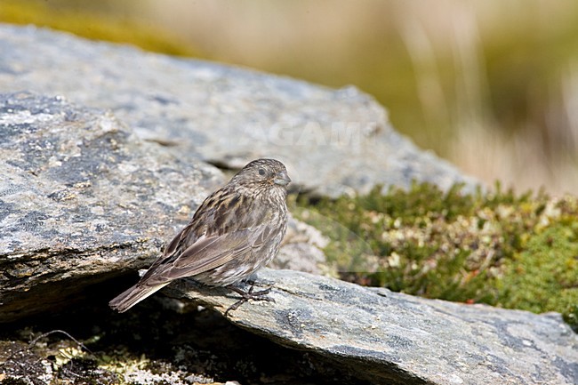 Geelteugelgors, Yellow-bridled Finch, Melanodera xanthogramma stock-image by Agami/Marc Guyt,