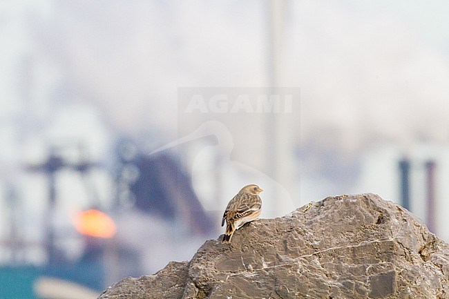 Snow Bunting, Plectrophenax nivalis, in winter plumage sitting on basalt rocks part of small flock winterin at North Sea coast. Background of industrial ovens. stock-image by Agami/Menno van Duijn,