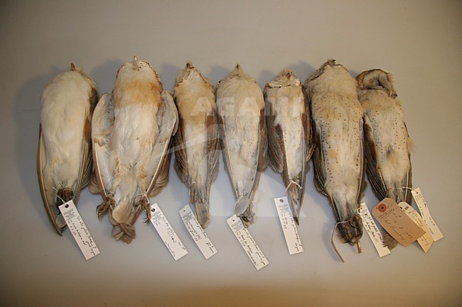 Kerkuilen in een museum; Dark Barn Owls in a museum stock-image by Agami/Chris van Rijswijk,