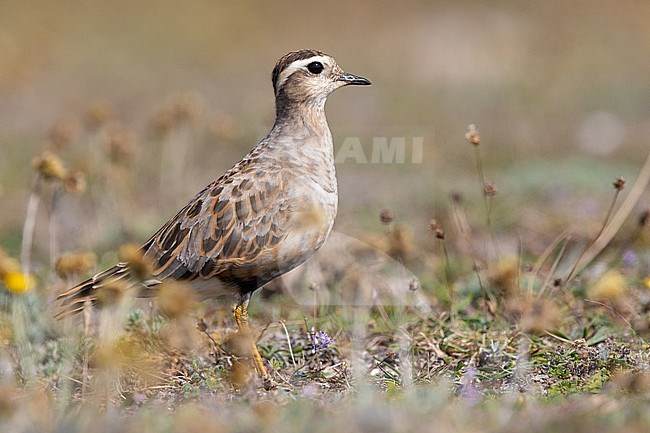 Eurasian Dotterel (Charadrius morinellus), summer plumage, moulting, sitting on the dune vegetation, in Brittany, France. stock-image by Agami/Sylvain Reyt,