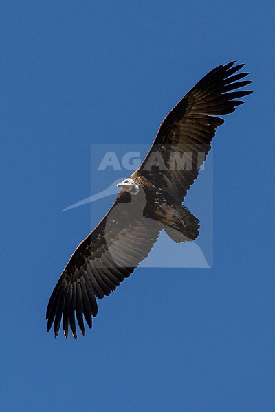 Adult hooded vulture (Necrosyrtes monachus) in flight, found in Ethiopia stock-image by Agami/Mathias Putze,