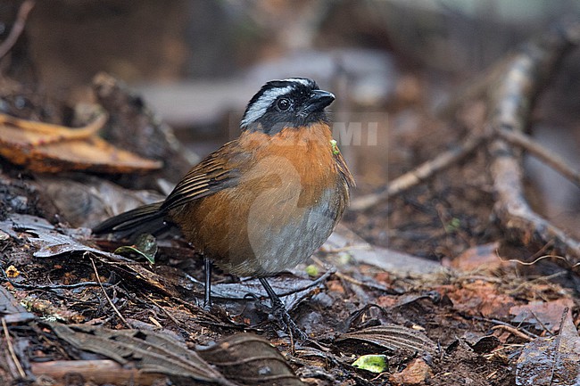 Tanager Finch (Oreothraupis arremonops) at El Carmen de Atrato, Choco, Colombia. stock-image by Agami/Tom Friedel,