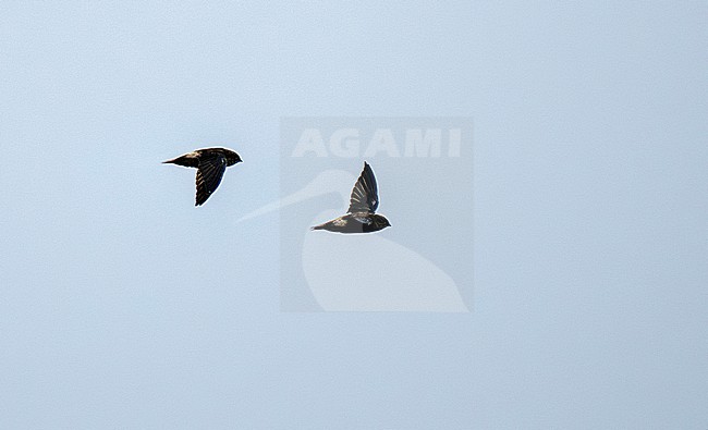 Band-rumped Swift (Chaetura spinicaudus spinicaudus) in flight over forest canopy in Amazonian Brazil stock-image by Agami/Andy & Gill Swash ,