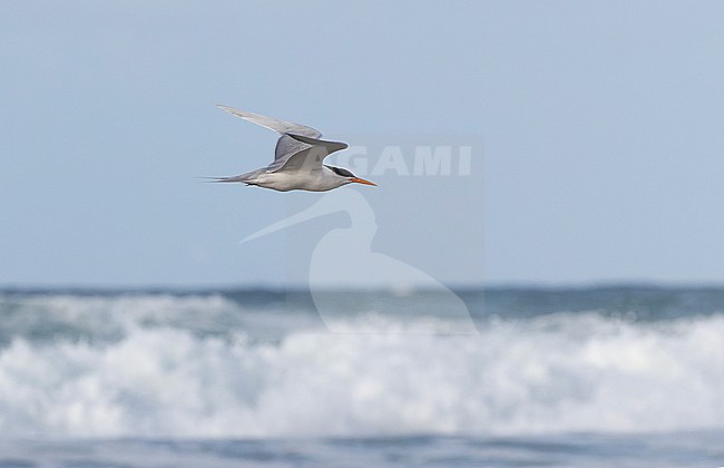 Lesser Crested Tern (Thalasseus bengalensis) in flight on a beach in Mogadishu. stock-image by Agami/David Monticelli,