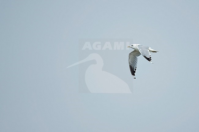 An adult Common Gull (Larus canus heinei) on migration. stock-image by Agami/Mathias Putze,