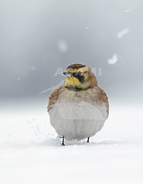 Strandleeuwerik staand in de sneeuw; ShoreLark (Eremophila alpestris) standing in the snow stock-image by Agami/Tomi Muukkonen,