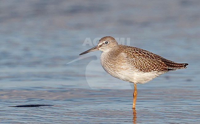 Redshank juv. (Tringa totanus) UtÃ¶ Finland July 2011 stock-image by Agami/Markus Varesvuo,