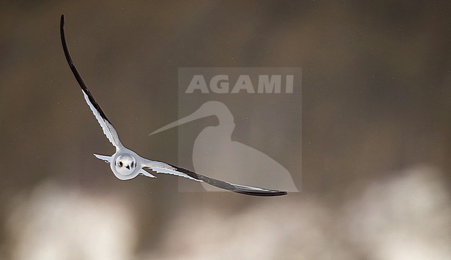 First-winter Ross's Gull (Rhodostethia rosea) in flight over Tupper Lake in New York state in the United States during winter. stock-image by Agami/Ian Davies,