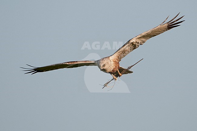 Bruine Kiekendief vliegend met tak; Western Marsh Harrier flying with branch stock-image by Agami/Han Bouwmeester,