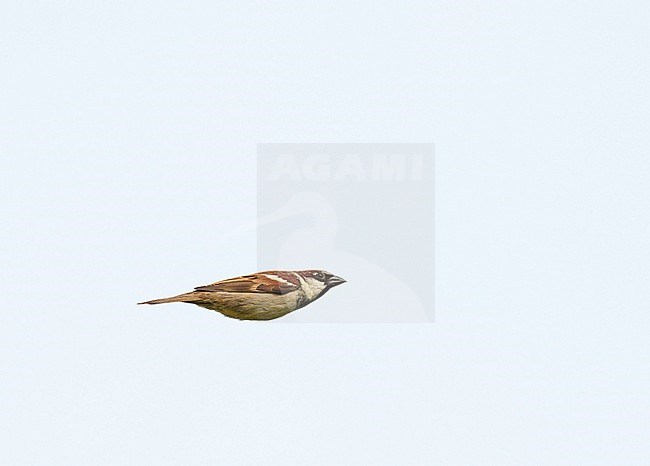 Adult male House Sparrow (Passer domesticus) flying in blue sky in sideview stock-image by Agami/Ran Schols,