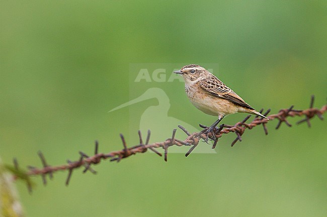 Whinchat - Braunkehlchen - Saxicola rubetra, Germany stock-image by Agami/Ralph Martin,