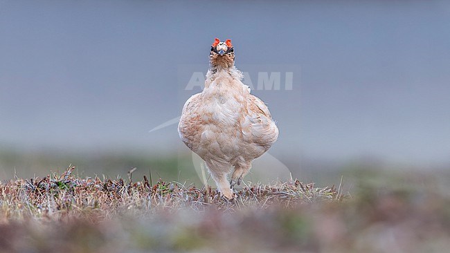 Male moulting Rock Ptarmigan (Lagopus muta hyperborea) walking near Longyearbyen, Svalbard, Spitzbergen, Norway. stock-image by Agami/Vincent Legrand,