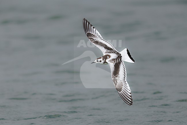 flying little gull stock-image by Agami/Chris van Rijswijk,