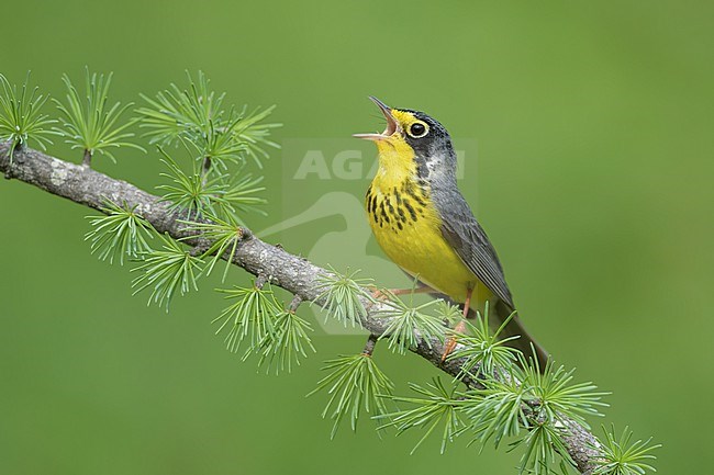 Adult male Canada Warbler, Cardellina canadensis
St. Louis Co., MN stock-image by Agami/Brian E Small,