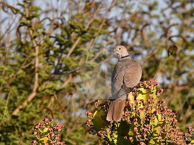 Burmese Collared Dove, Streptopelia xanthocycla, in Myanmar. Perched in a tree. stock-image by Agami/Laurens Steijn,
