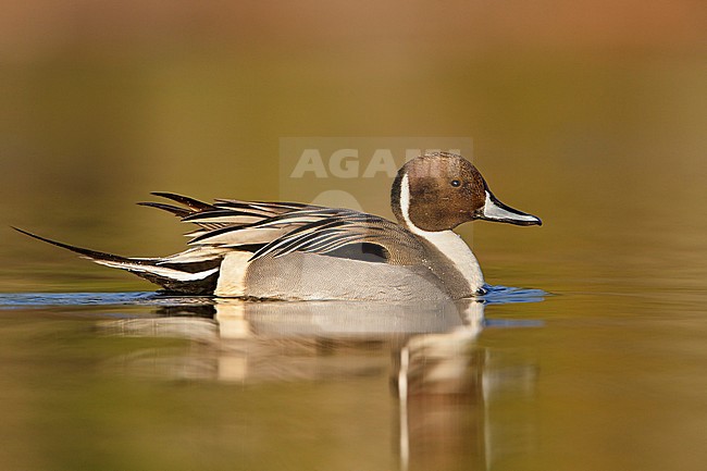 Mannetje Pijlstaart, Male Northern Pintail stock-image by Agami/Glenn Bartley,