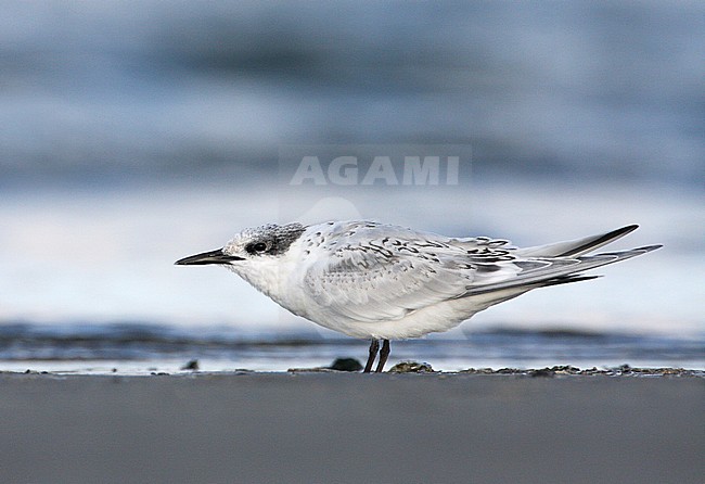 Juveniele Grote Stern, Juvenile Sandwich Tern stock-image by Agami/Karel Mauer,