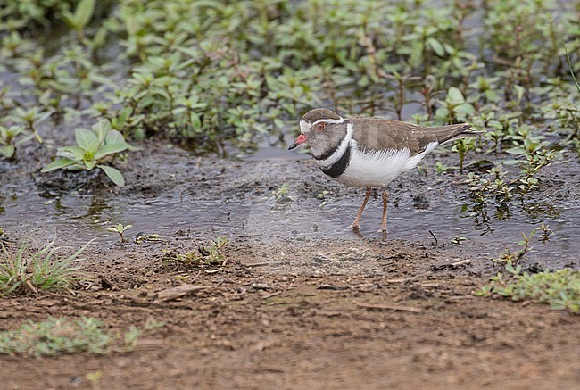 Adult Three-banded Plover, Charadrius tricollaris. in South Africa. stock-image by Agami/Pete Morris,