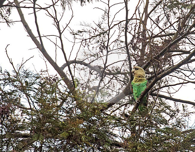 Cape Parrot (Poicephalus robustus) in South Africa. stock-image by Agami/Pete Morris,