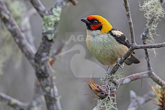 Flame-faced Tanager (Tangara parzudakii parzudakii) at Palestina, Huila, Colombia. stock-image by Agami/Tom Friedel,
