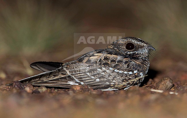 White-tailed Nightjar (Hydropsalis cayennensis) resting on a ground in Guyana. Most probably this species.
Photographed at Karanambu Lodge, Upper Takutu-Upper Essequibo, Guyana. stock-image by Agami/Dubi Shapiro,
