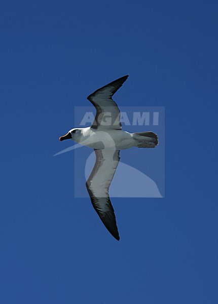 Atlantic Yellow-nosed Albatross; Atlantische Geelsnavelalbatros stock-image by Agami/Marc Guyt,