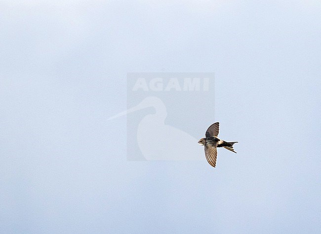White-rumped Swift (Apus caffer) in South Africa. stock-image by Agami/Pete Morris,