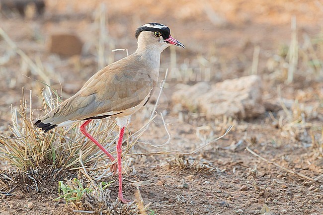 Crowned Lapwing (Vanellus coronatus), side view of an adult standing on he ground, Mpumalanga, South Africa stock-image by Agami/Saverio Gatto,